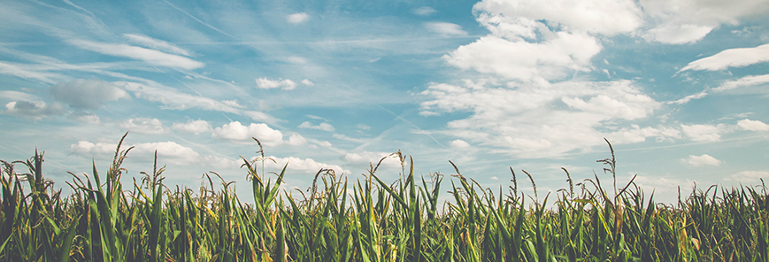 Comissão de Agricultura vota PL dos Agrotóxicos nesta segunda